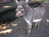 Jerkie the Judgmental Jackass